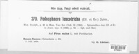 Podosphaera leucotricha image